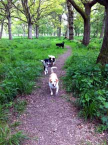 Dogs walking through the woods