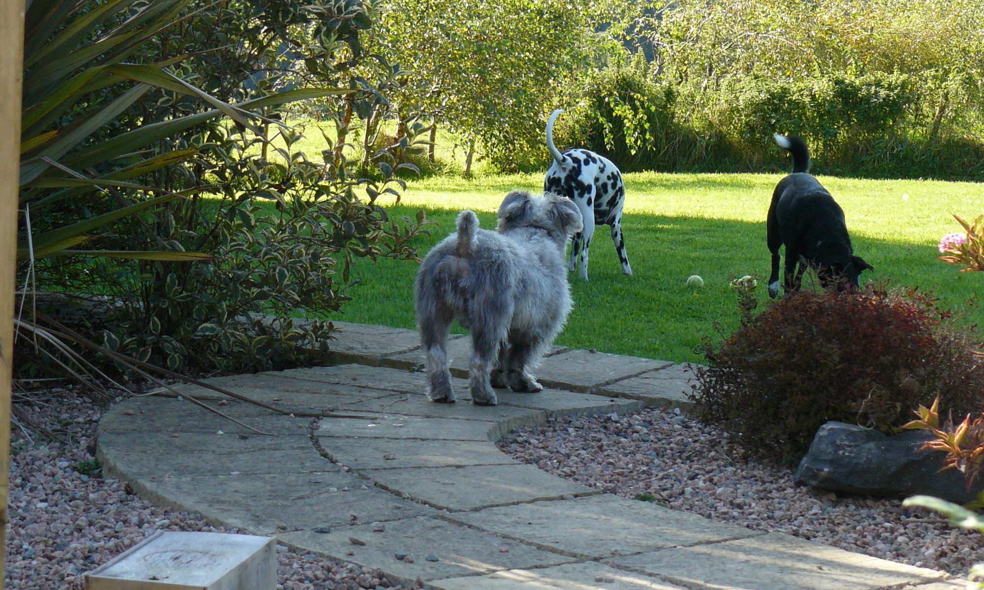 dogs in the garden